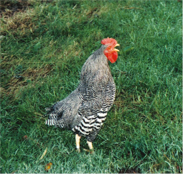 BantyRooster1.jpg